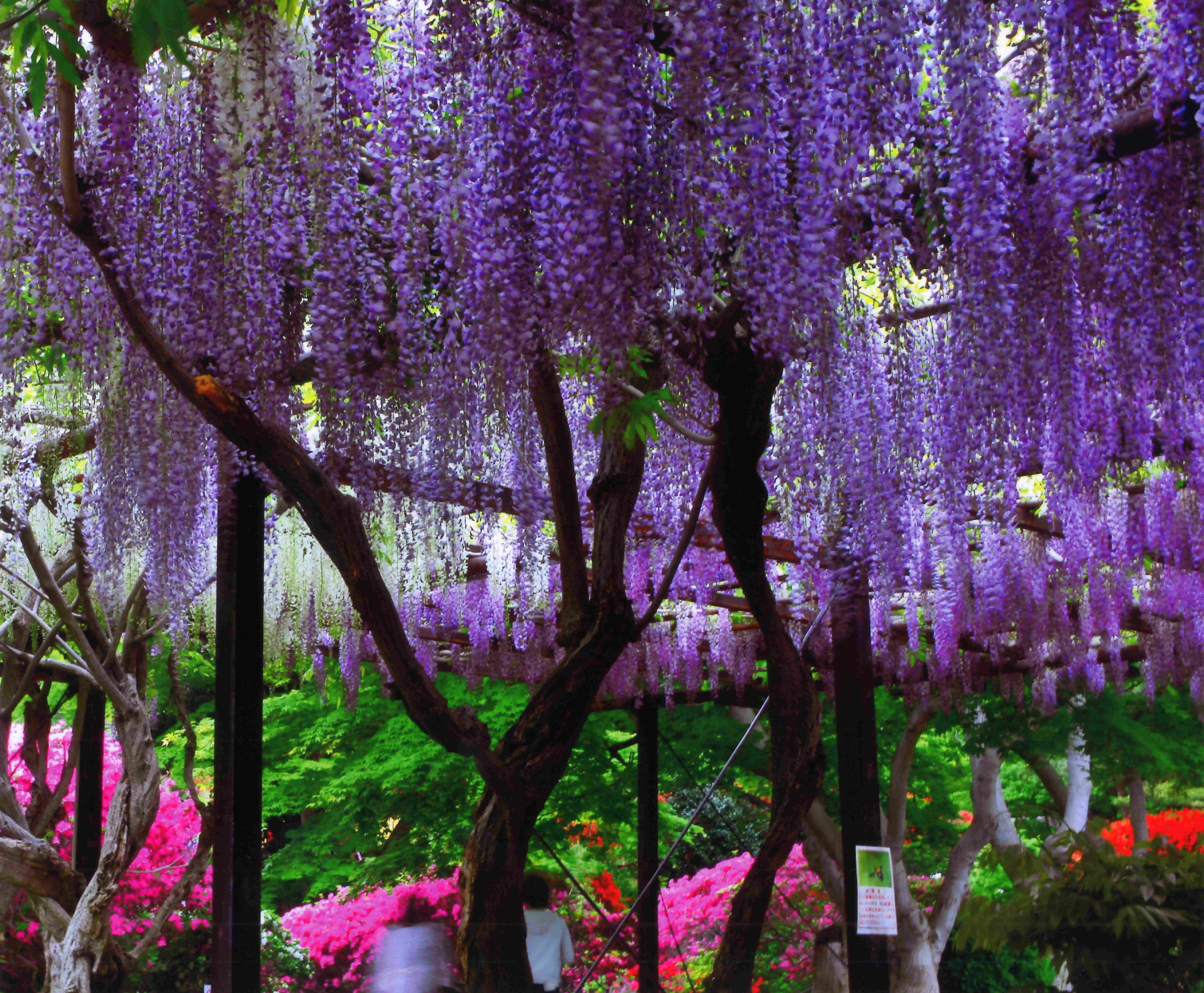 🌸 꽃과 역사의 고향 뱀의 코 (하나토레키시노사토 자노하나) 이미지 4